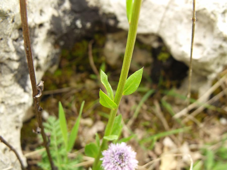 Globularia ciociara da id - Globularia bisnagarica